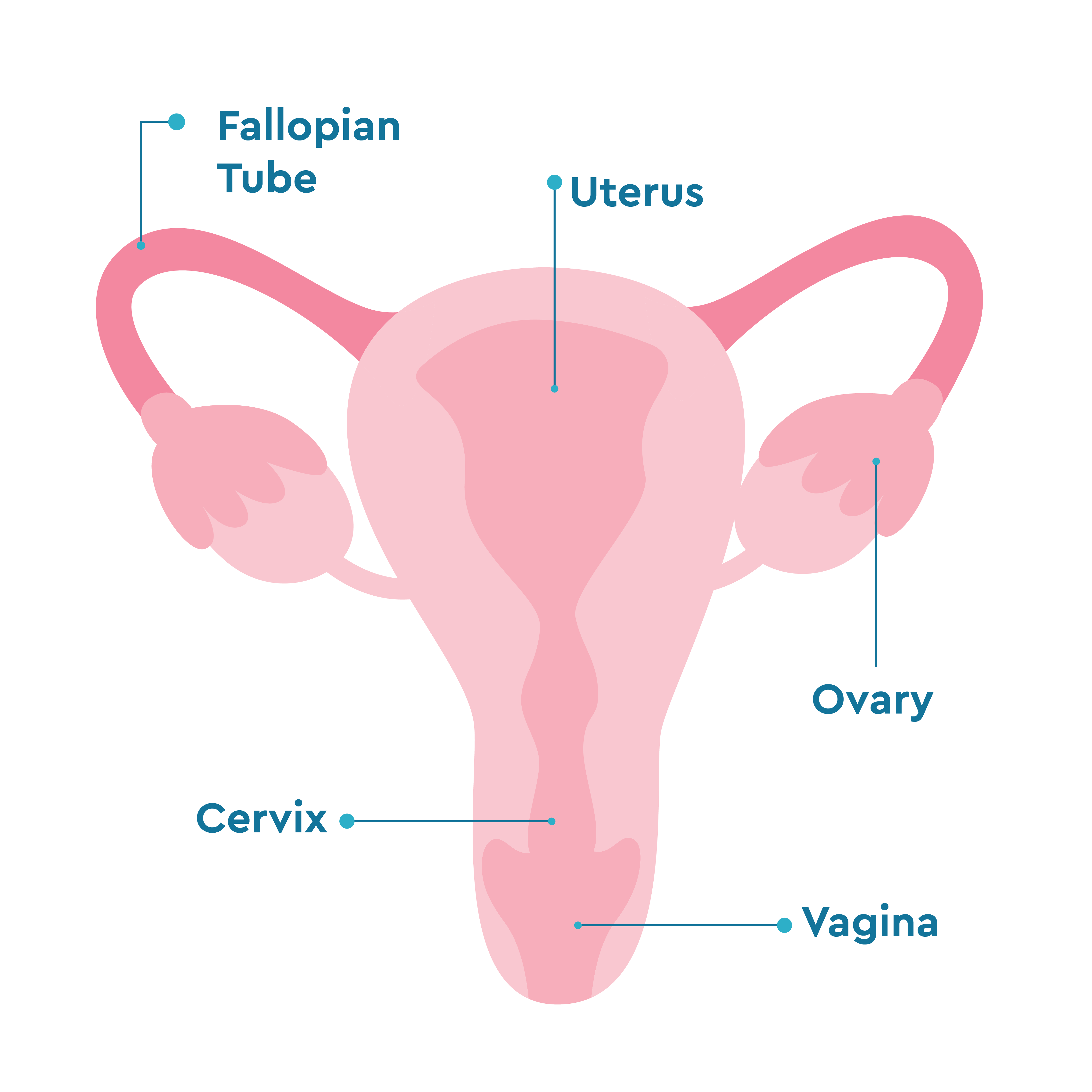 artistic rendering of the female reproductive system