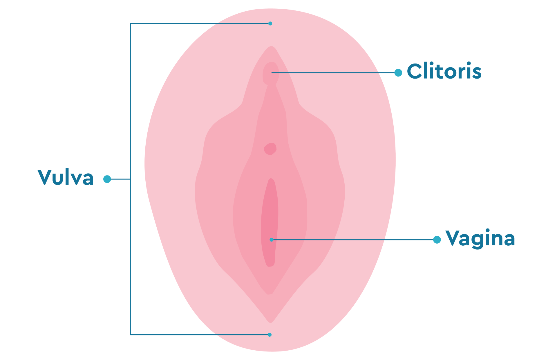 artistic rendering of the vulva